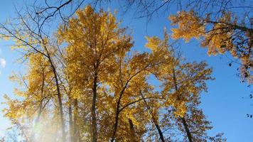 gelber Baum, blauer Himmel, Herbsteindruck foto