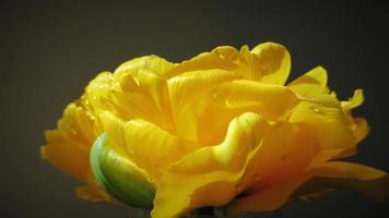 gelbe tulpe, blumennahaufnahme foto