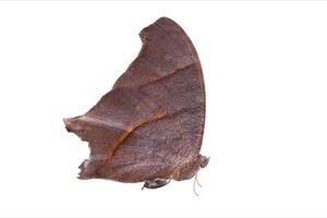 brauner Schmetterling isoliert von weißem Hintergrund. foto