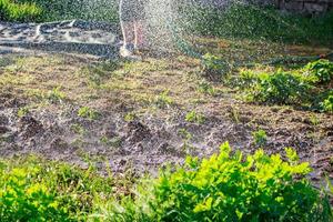 Frau gießt Sämlinge im Garten. Spritzwasser in der Sonne. Landleben, Gartenarbeit. foto