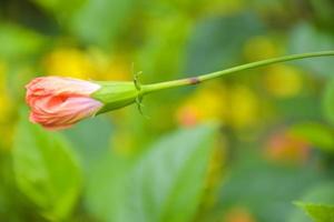 Die orangefarbenen Hibiskusblüten beginnen zu blühen, schöner, schöner, verschwommener Hintergrund. foto