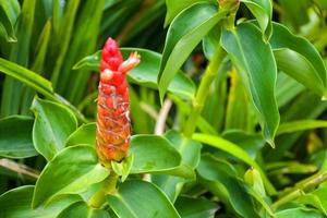 Curcuma sessilis Messgerät. blühen im thailändischen Garten foto