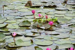 feld rosa lotusblume blühende blütenblätter schönheit natur im wasser foto