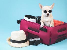 brauner Chihuahua-Hund mit kurzen Haaren, der eine Sonnenbrille trägt, die in einem rosafarbenen Koffer mit Reisezubehör, Strohhut, Kamera und Kopfhörern steht, isoliert auf blauem Hintergrund. foto