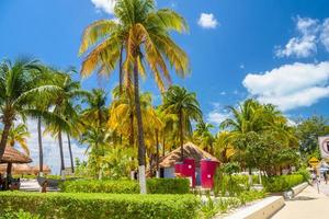 Bungalows im Schatten von Kokospalmen am Strand, Insel Isla Mujeres, Karibik, Cancun, Yucatan, Mexiko foto