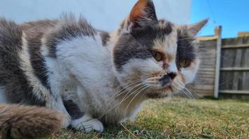 Katze posiert im heimischen Garten foto