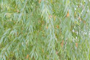 Eukalyptusblätter. Zweig Eukalyptusbaum Natur Hintergrund foto