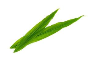 frischer Ingwer des Blattes lokalisiert auf weißem Hintergrund, grünes Blattmuster foto