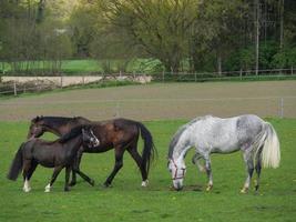 Pferde in westfalen foto