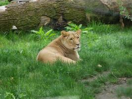 Tiere im Zoo foto