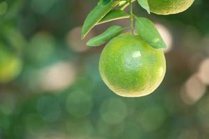 frische reife Mandarine Mandarine auf dem Baum im Orangengarten-Obstgarten. foto