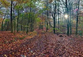 Blick in einen lebendigen und farbenfrohen Herbstwald mit Herbstlaub und Sonnenstrahlen foto