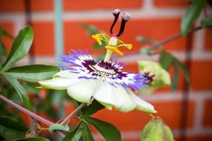 schöne Blumen in einem europäischen Garten in verschiedenen Farben foto