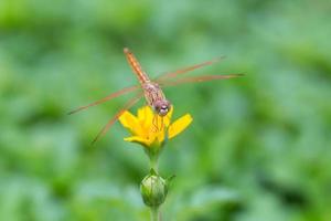 Libelle auf einer kleinen gelben Sternblume im Garten foto