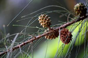 casuarina equisetifolia-Früchte. foto