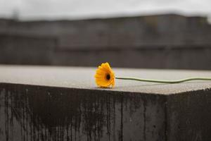 Blume zum Gedenken an die ermordeten Juden Europas in Berlin, Deutschland foto