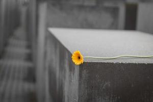 Blume zum Gedenken an die ermordeten Juden Europas in Berlin, Deutschland foto