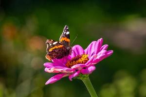 roter admiralschmetterling, der auf lila blumenmakrofotografie sitzt. vanessa atalanta schmetterling sammelt pollen aus zinnia garten nahaufnahme fotografie. foto