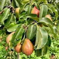 Birne Nahaufnahme einer Birne, die an einem Baum hängt. frische saftige Birnen auf einem Birnenbaumzweig. Bio-Birnen in natürlicher Umgebung. foto