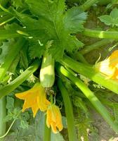 Zucchinipflanze Nahaufnahme, Gemüsemark mit Blumen und Früchten, die im Garten wachsen, Bio-Gemüsemarkpflanze. foto