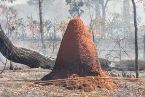 Ein Buschfeuer in der Nähe des Karriri-Xoco- und Tuxa-Indianerreservats im nordwestlichen Teil von Brasilia, Brasilien foto