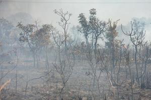 Ein Buschfeuer in der Nähe des Karriri-Xoco- und Tuxa-Indianerreservats im nordwestlichen Teil von Brasilia, Brasilien foto