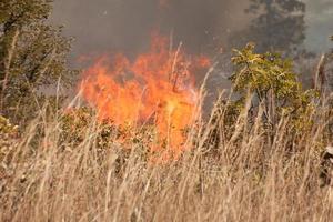 Ein Buschfeuer in der Nähe des Karriri-Xoco- und Tuxa-Indianerreservats im nordwestlichen Teil von Brasilia, Brasilien foto