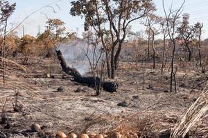 Die verkohlten Überreste eines Buschfeuers sind möglicherweise Brandstiftung in der Nähe des Karriri-Xoco- und Tuxa-Indianerreservats im nordwestlichen Teil von Brasilia, Brasilien foto