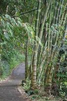 der Weg mit Bambus foto