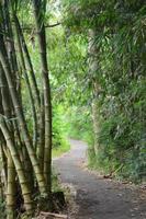 Schönes Vergnügen mit Bambus foto