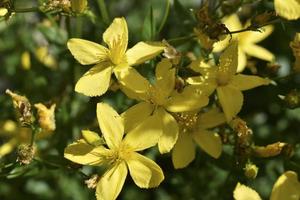 gelbe blumen von st. Johanniskraut hypericaceae der Ordnung Malpighiales. schöne kleine Blumen Makrofoto. foto