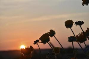 Asterblumen auf dem Hintergrund des Sonnenunterganghimmels und der Sonnenscheibe. Blumen beugen sich über die untergehende Sonne. Abendlandschaft. foto