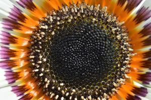 große weiße Blüten von Venidium aus nächster Nähe. Teile der Blütenstaubblätter und Stempelpollen. foto