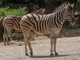 Tiere im Zoo foto