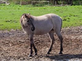 Wildpferde in Westfalen foto