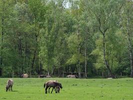 Wildpferde in Westfalen foto