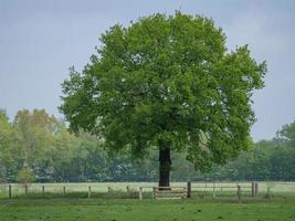 Wildpferde im deutschen Münsterland foto