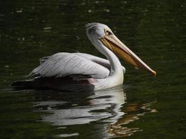 Tiere im Zoo foto