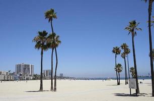 Palmen am Long Beach, Los Angeles, Kalifornien foto
