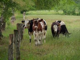 Kühe in Westfalen foto