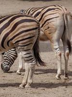 Tiere im Zoo foto