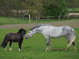 Pferde in westfalen foto