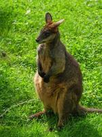 Tiere im Zoo foto