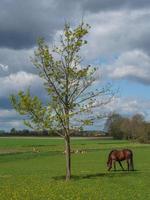 Pferde in westfalen foto