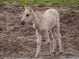 Wildpferde in Westfalen foto