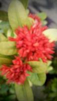 rote Blume Saraca indica mit kleinen Blütenblättern und länglichen Stielen in der gleichen Farbe, gepflanzt als Gartendekoration foto