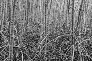 Wurzel für Mangrovenwald ist reichlich Hintergrund in Rayong Mangrovenwald Thailand. abstrakt schwarz und weiß foto