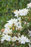 Rhododendron persil - weiß blühender Strauch foto