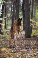 deutscher schäferhund, der im herbstwald in der nähe der bahn spielt foto