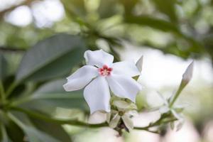 Blume aus grauem Milchholz, Selbstmordbaum, gelbem Pong-Pong oder Cerbera Odollam Gaerth am Baum ist ein thailändisches Kraut mit Eigenschaften, das als Abführmittel, Blütenbehandlung von Hämorrhoiden verwendet wird. foto